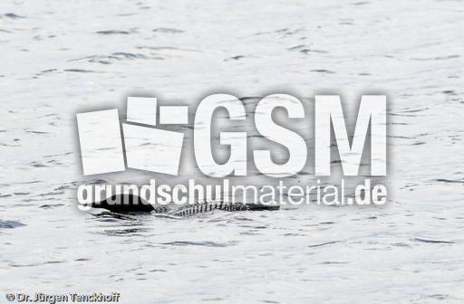 Eistaucher (10 von 26).jpg